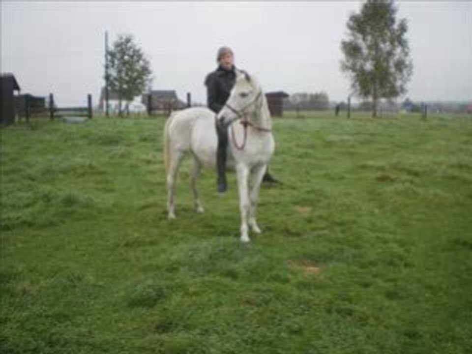 Mon amour de jument travail au licol