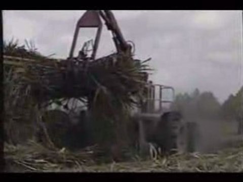 Recolte canne a sucre 2