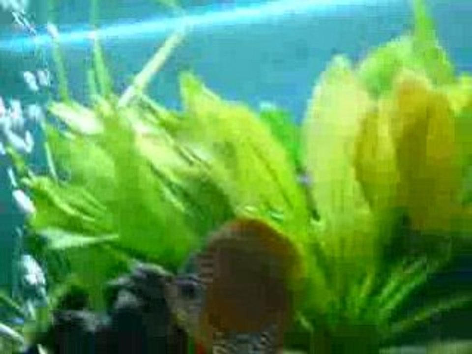 Photo 002