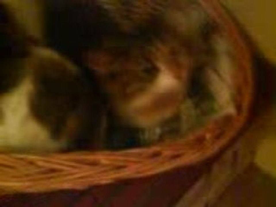 Chat