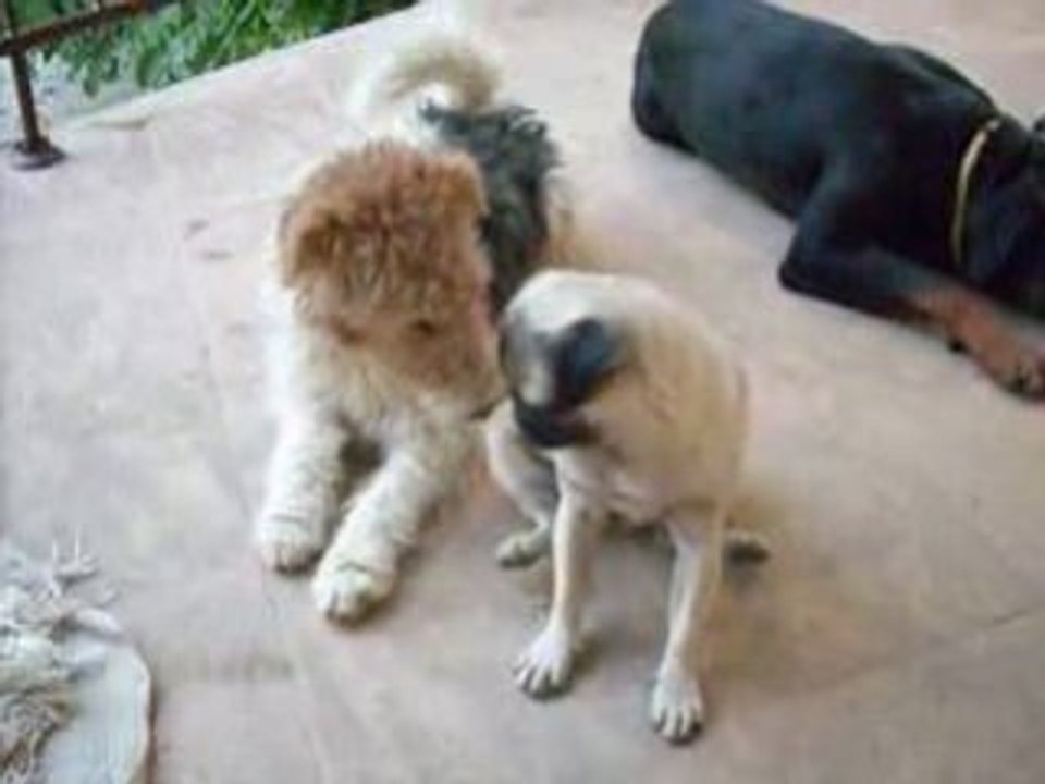 чудеса дрессировки1