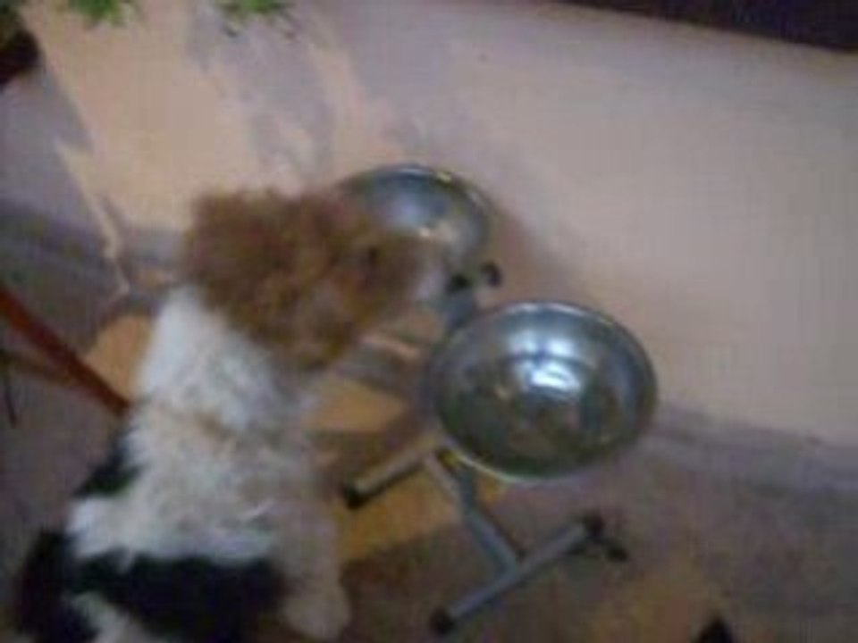 чудеса дрессировки2