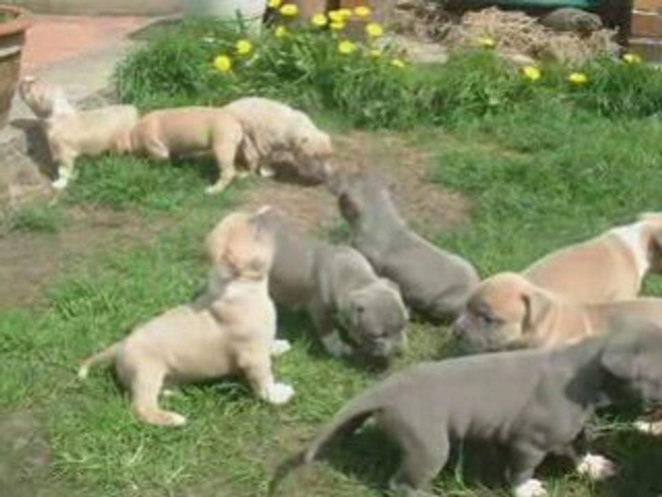 Chiots Amstaff Madinina Forever