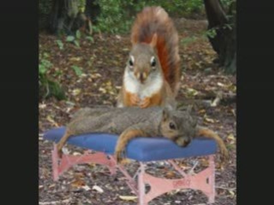 ANIMAUX