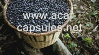 Acai Berry Rated #1 Superfood