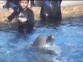 SeaWorld Dolphin Interaction Program