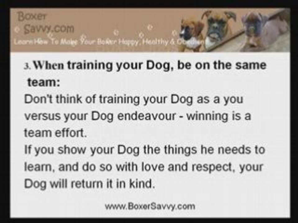 Learn Three Important Boxer Dog Training Tips