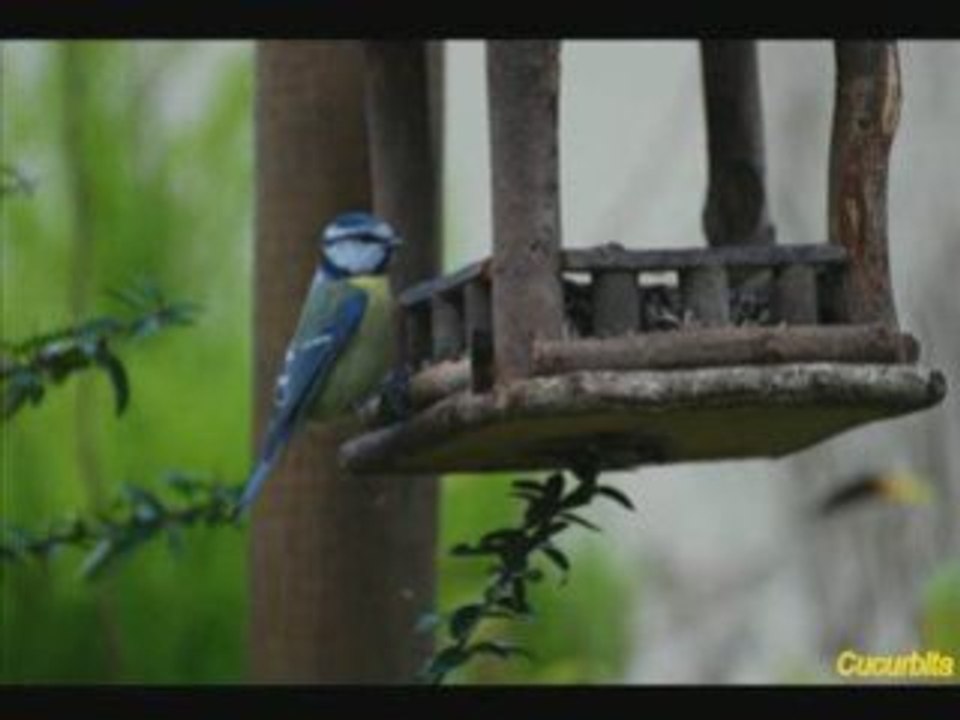 la mésange bleue