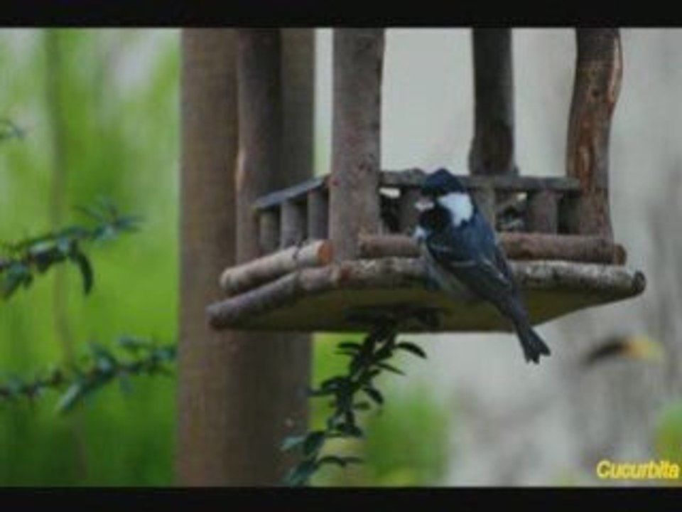 la mésange noire