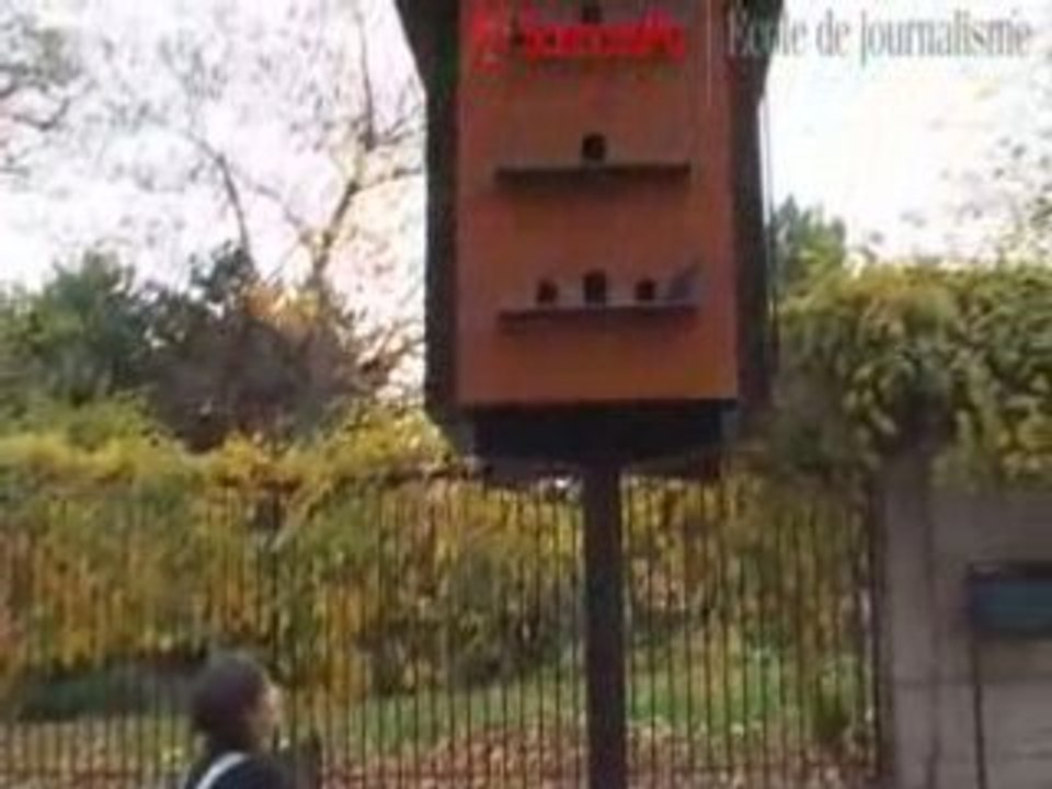 Pigeons2