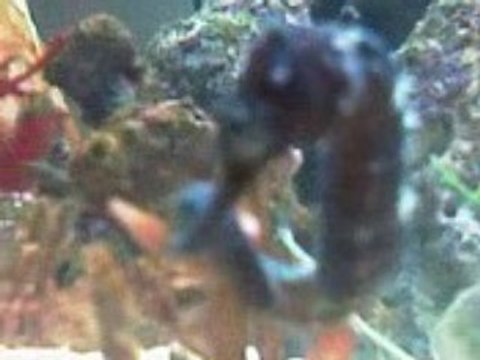 Hippocampus Kuda