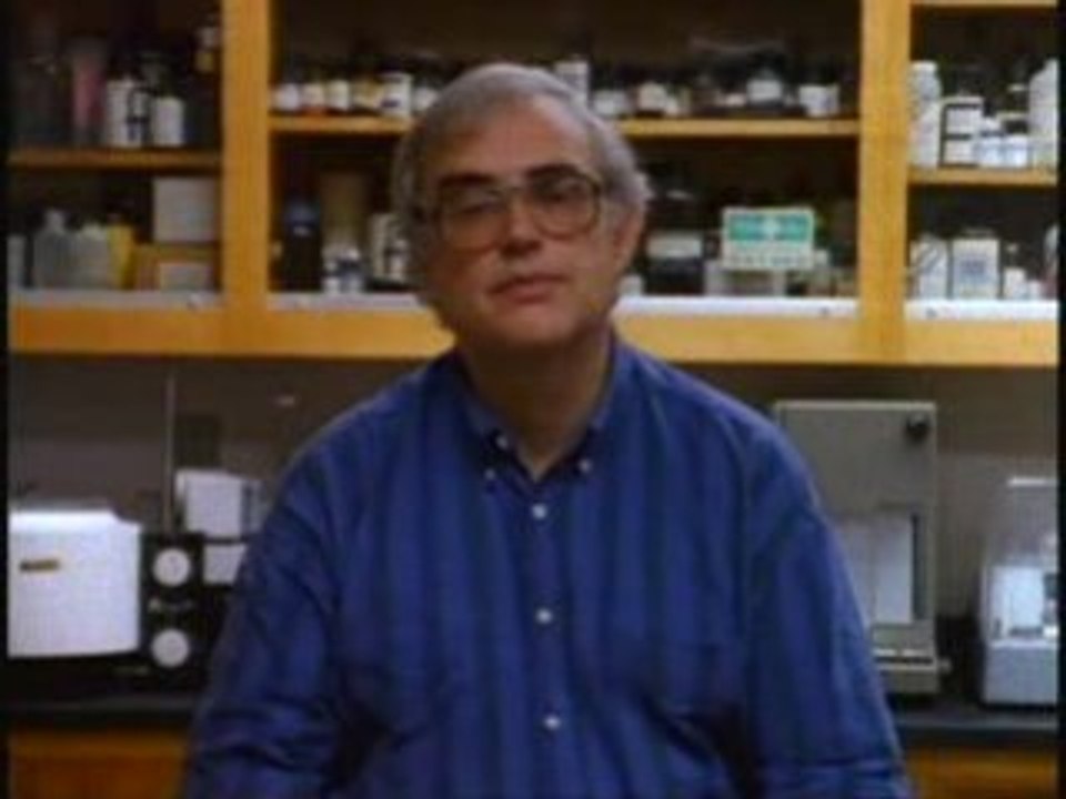 Gavage d'oie animal liberation front direct action