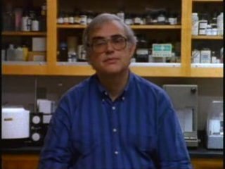 Gavage d'oie animal liberation front direct action