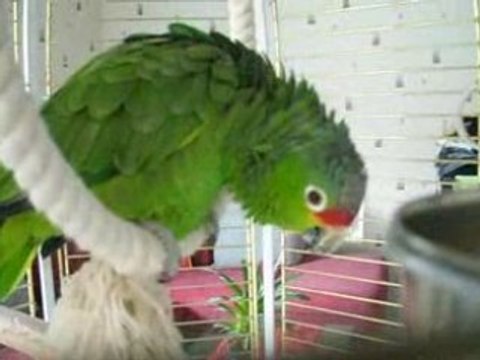 REEBOOK perroquet fais la poule