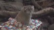 Holiday Gifts for Pallas' Cats at the Prospect Park Zoo