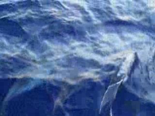 Danse de Dauphins dans l'étrave d'un bateau