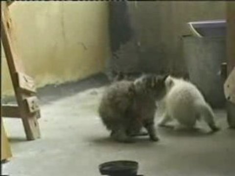 коты-шаулинь