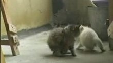 коты-шаулинь