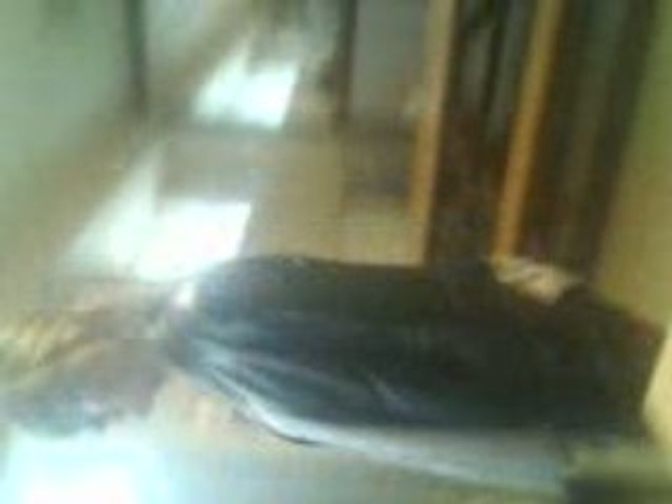gogollllllle