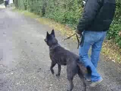 caza berger hollandais