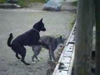 caza veut donner shiva mais shiva ne ve pas!!!!!!!!!!!!!!!!!