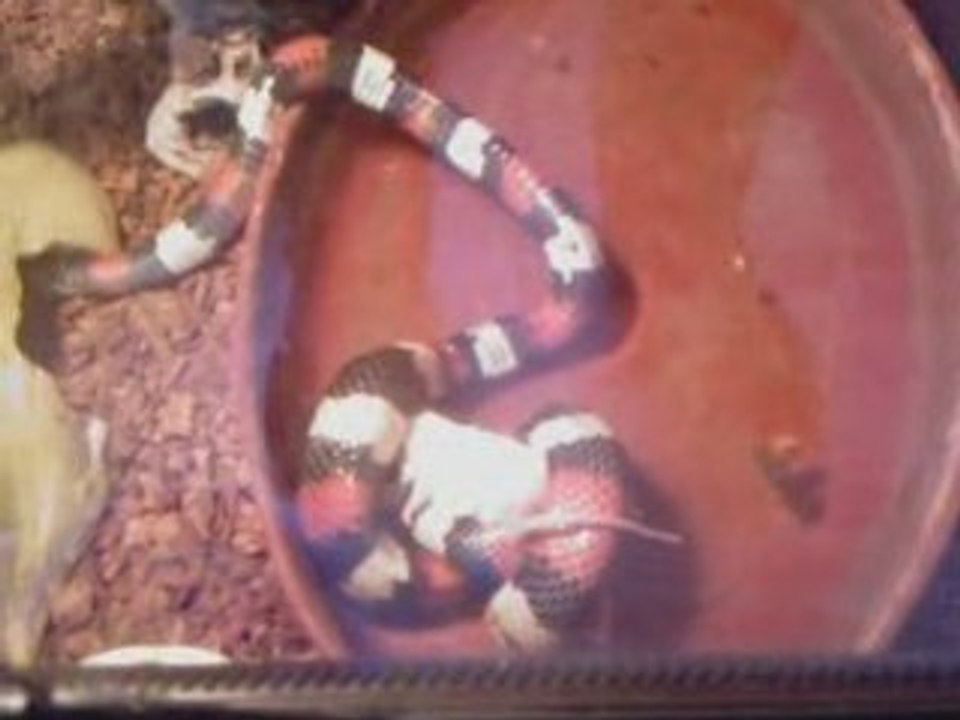 Leeloo a faim....