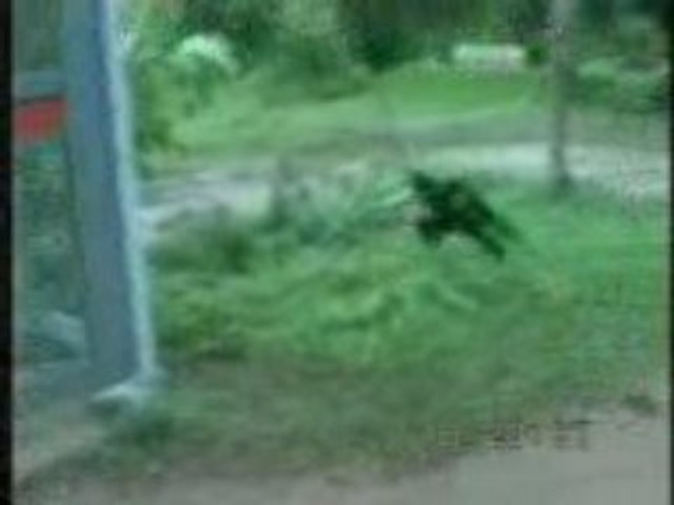 Kalbe jayahe chien et singe