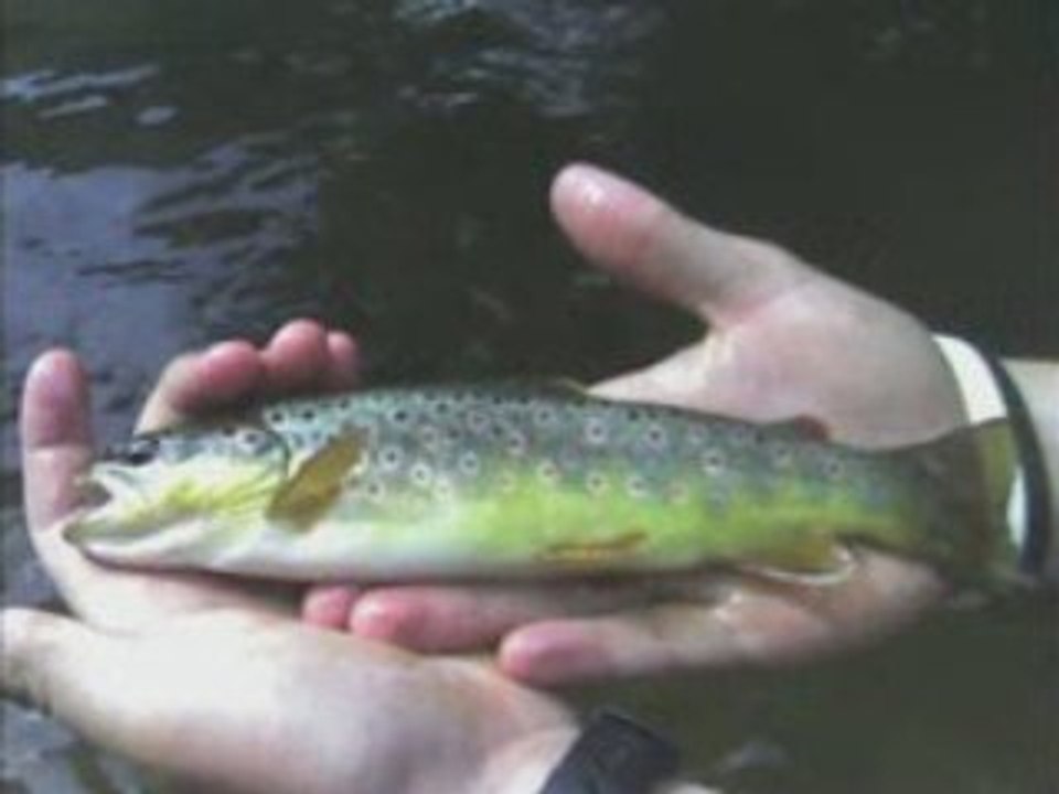 Saison de pêche à la mouche 2008