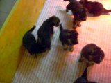 Chiots berger allemand