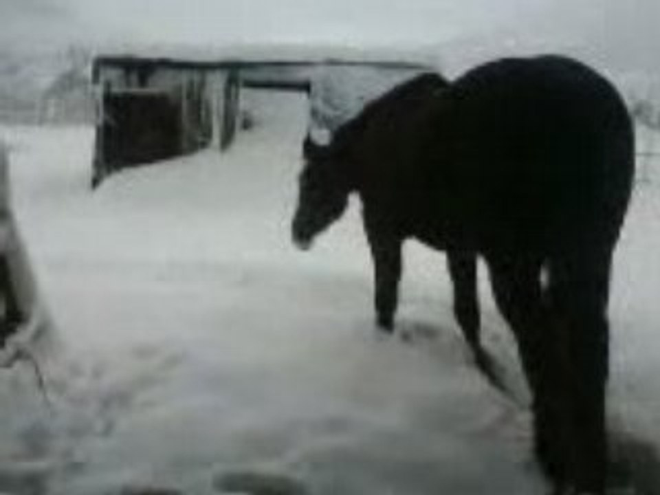 horses 1