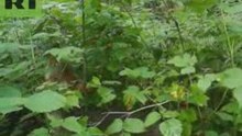 Wolves eating strawberries!