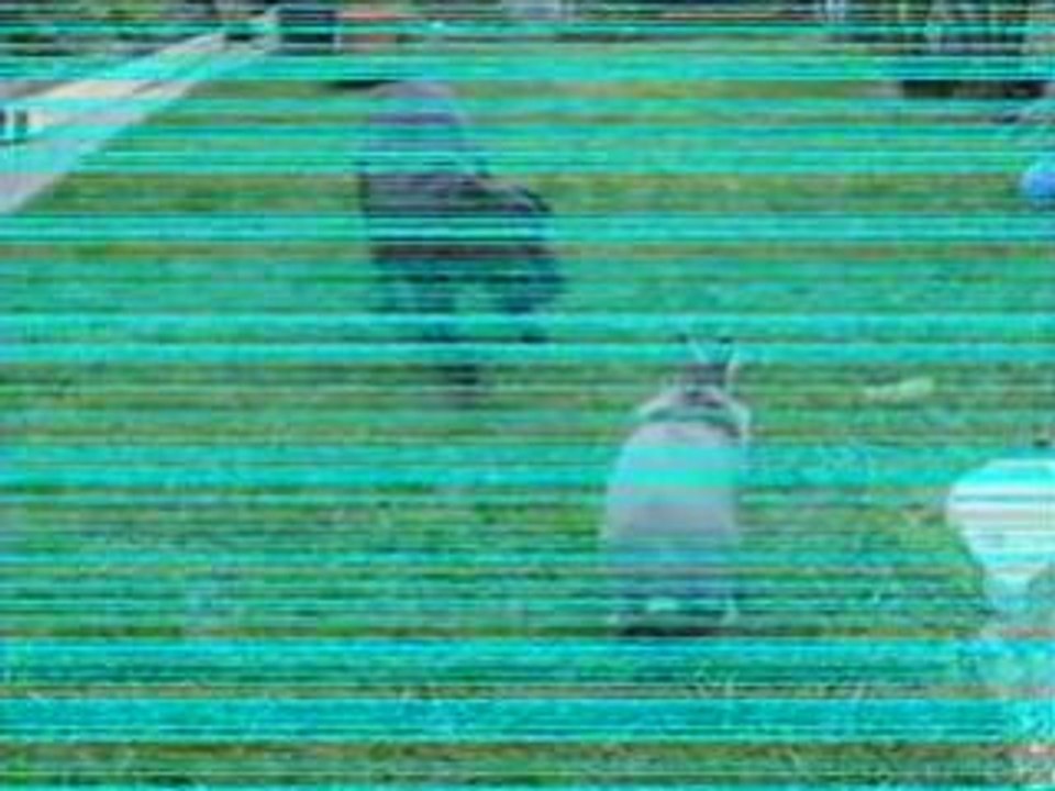 Mes bébés buzz et lilou