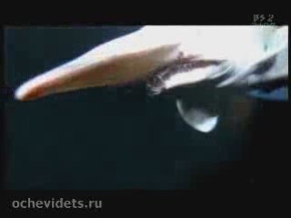 Ужасающая Правда о Мутантской Атаке Акулы 🦈