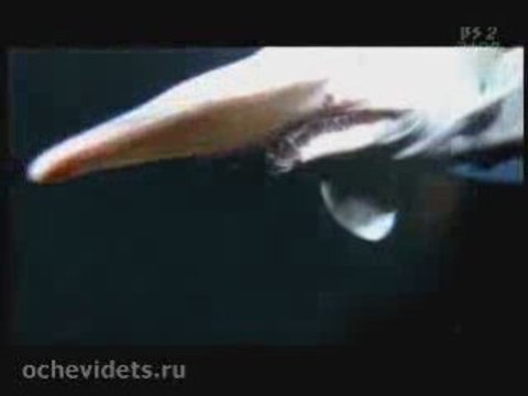 АКУЛА МУТАНТ-СТРАШНАЯ ПРАВДА