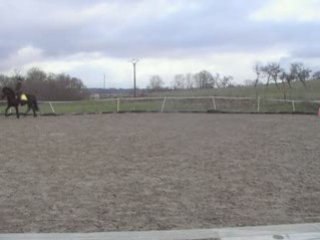 Marius 24 nov 08 dressage