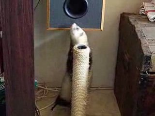 Diego essaie de rentrer dans l'enceinte droite