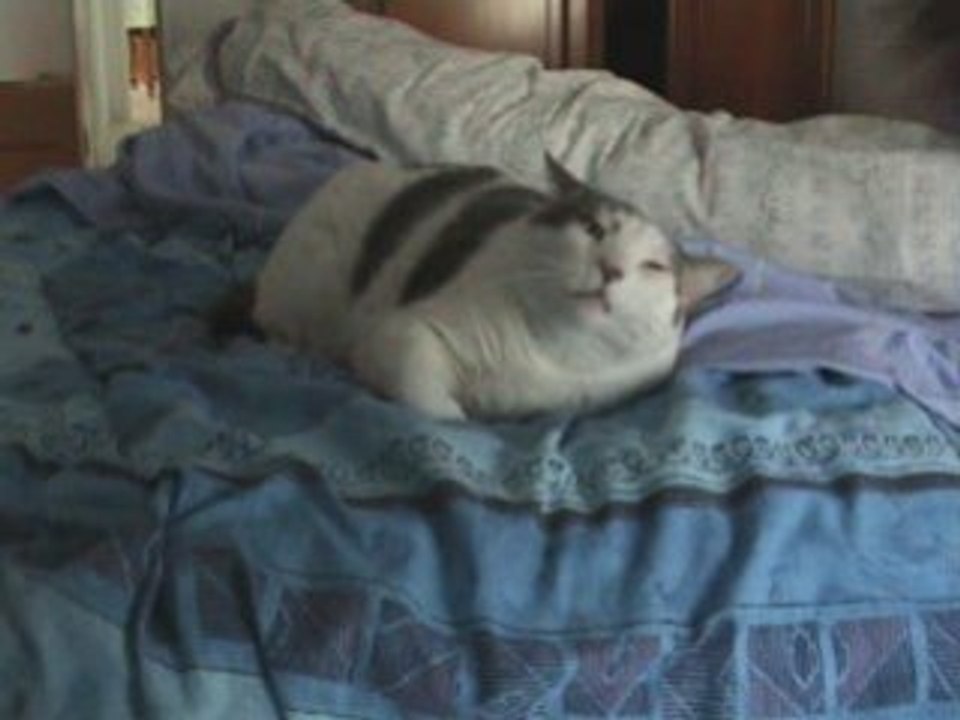 Le chat qui dit a tes souhaits !*********************