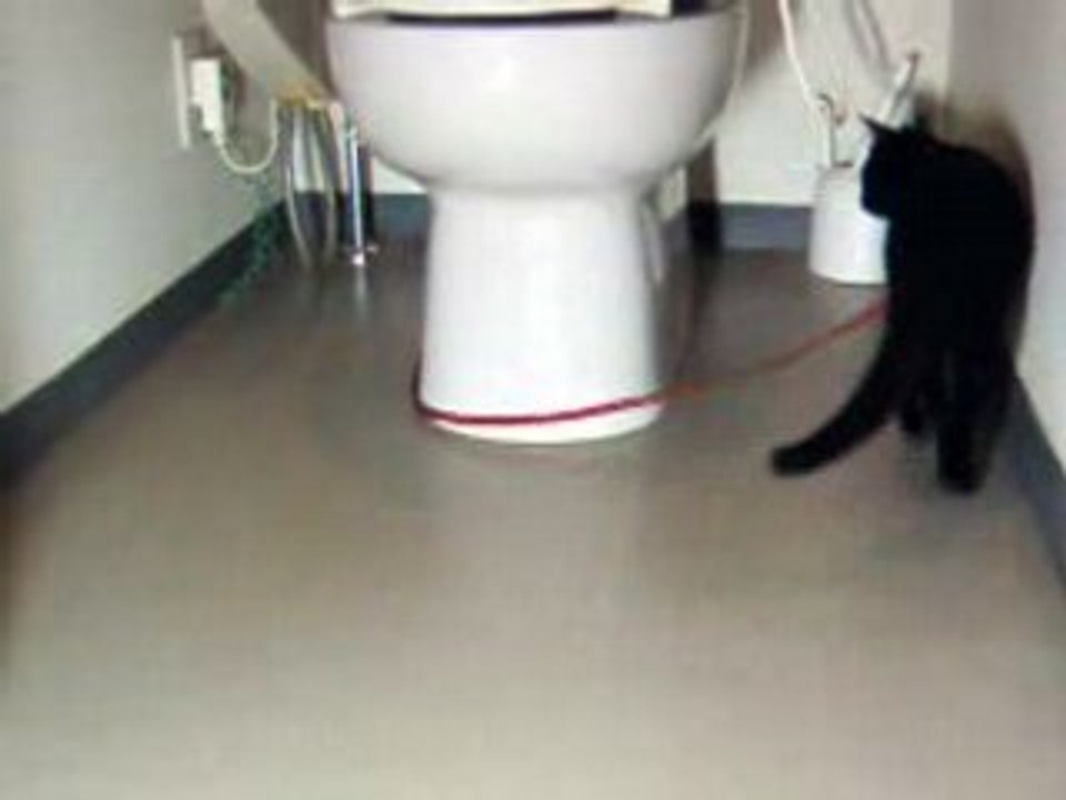 Chat vs laisse