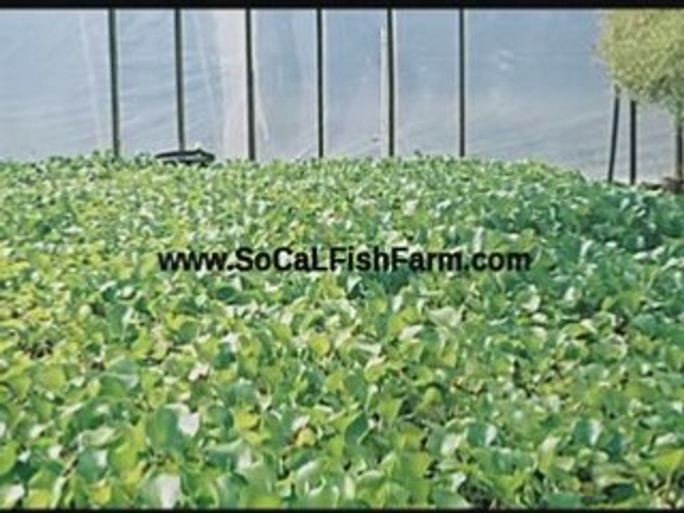 Hydroponic Supplies