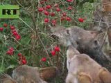 Wolves eating berries!