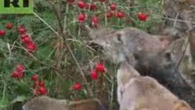 Wolves eating berries!