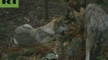 Wolves gnaw on tree trunks!
