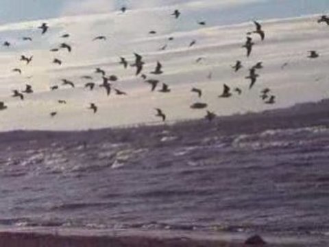 Vidéo mouettes