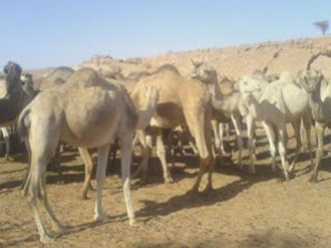 100% SOUFI EL OUED SOUF