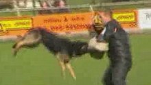 IPO-Apeldoorn-2008