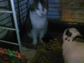 Petit MOON et Lucette