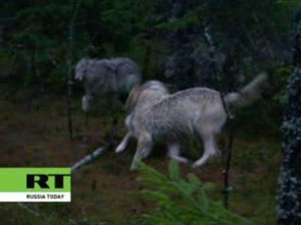 The RT wolves' picnic
