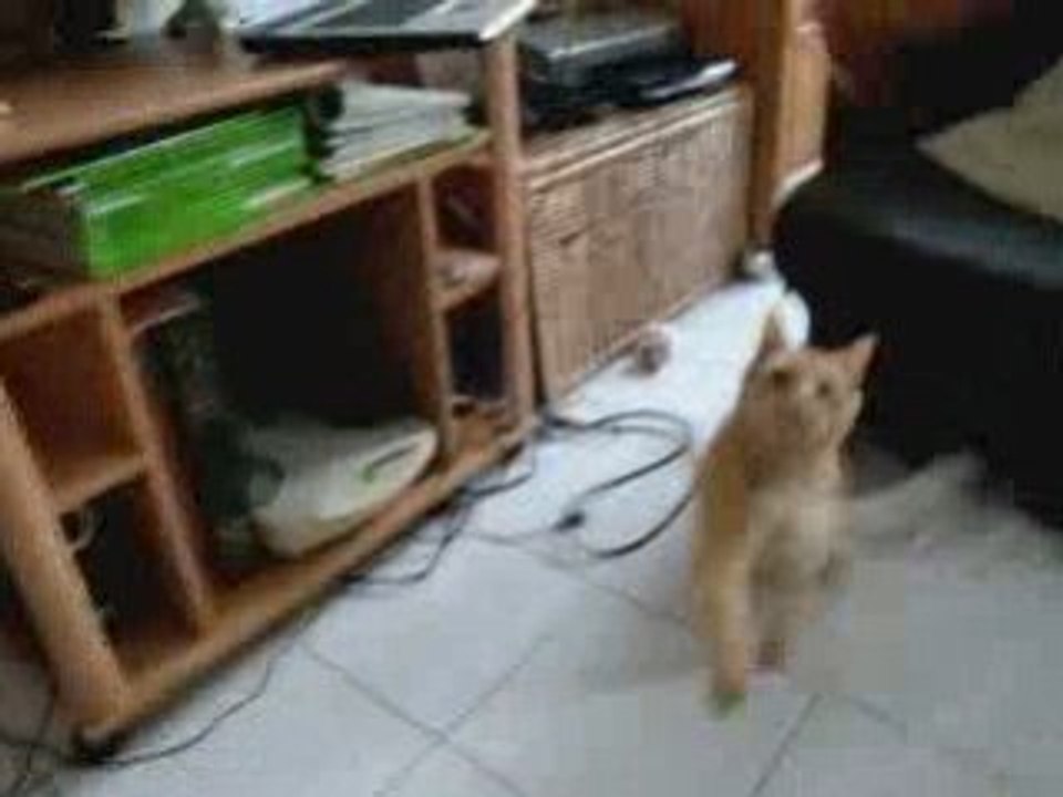 Chat