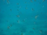 Nuage poisson caraibes