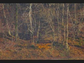 Nature divers nov 2008